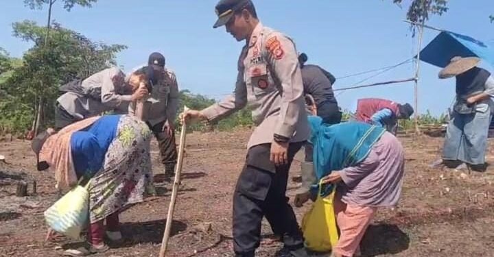 Kapolsek Rangkasbitung Bersama Kasubag Binkar Polres Lebak Dan Kades  Rangkasbitung Timur Tanam  Jagung Hibrida Kuartal III 2025