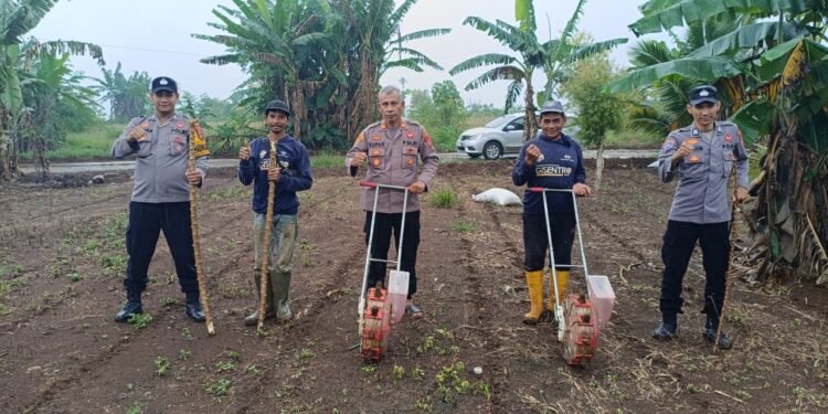 Kapolsek Gunungkencana Bersama Kelompok Tani Laksanakan Penanaman Bibit Jagung Hibrida Di Desa Bulakan