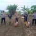 Kapolsek Gunungkencana Bersama Kelompok Tani Laksanakan Penanaman Bibit Jagung Hibrida Di Desa Bulakan