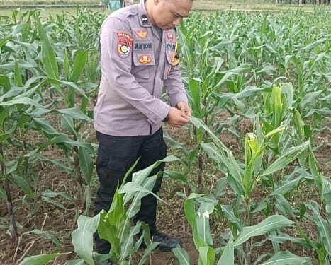 Cek Pertumbuhan Tanaman Jagung Polri Mendukung Program Ketahanan Bersama Kelompok Tani