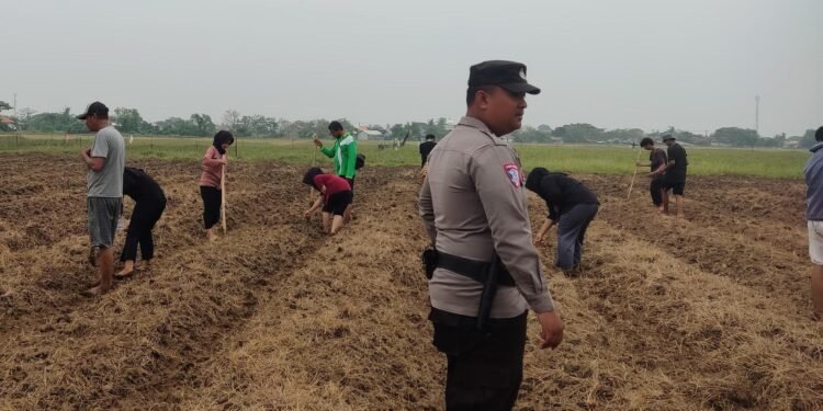 Polsek Kronjo Lanjutkan Penanaman Jagung di Lahan 5 Hektar Desa Jenggot