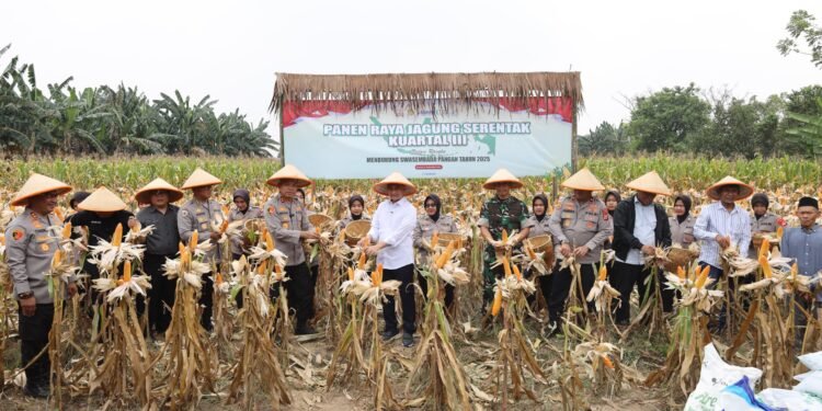 Dukung Ketahanan Pangan, Polda Banten Serap 2.684 Ton Jagung Hingga Kuartal III