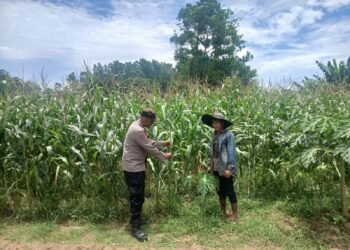 Kanit Binmas Polsek Rangkasbitung Polres Lebak Cek Pohon Jagung Hibrida Kuartal III di Desa Citeras