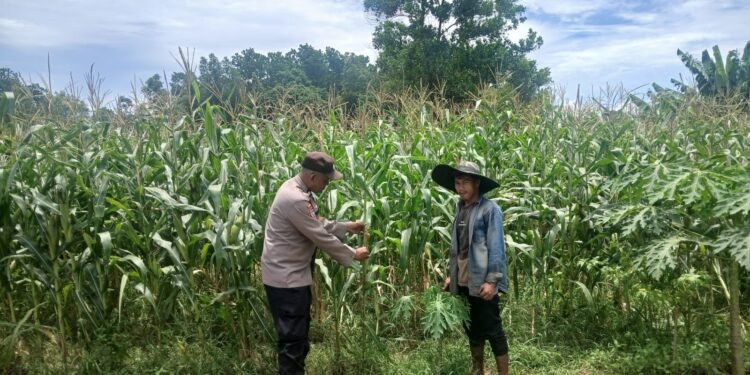 Kanit Binmas Polsek Rangkasbitung Polres Lebak Cek Pohon Jagung Hibrida Kuartal III di Desa Citeras