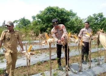 Panen Jagung di Desa Peusar, Polsek Panongan Dukung Ketahanan Pangan Nasional