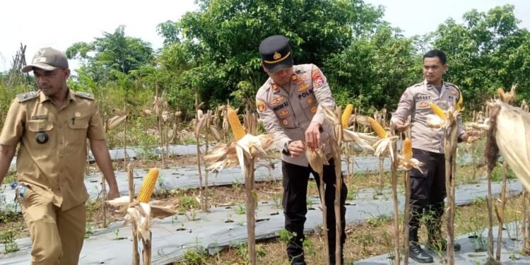 Panen Jagung di Desa Peusar, Polsek Panongan Dukung Ketahanan Pangan Nasional