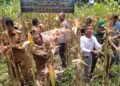 Polsek Cikupa Panen Jagung Hibrida Kuartal III Dukung Program Ketahanan Pangan