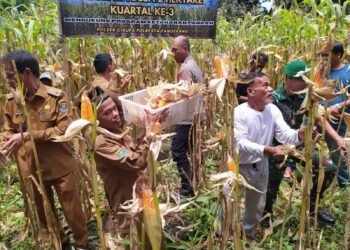 Polsek Cikupa Panen Jagung Hibrida Kuartal III Dukung Program Ketahanan Pangan