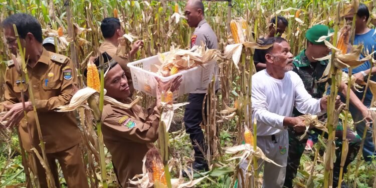 Polsek Cikupa Panen Jagung Hibrida Kuartal III Dukung Program Ketahanan Pangan