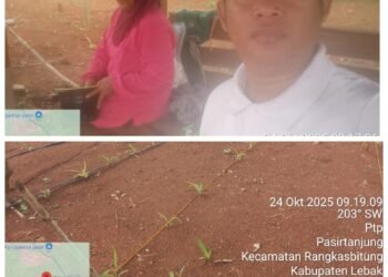 Polsek Rangkasbitung Polres Lebak Cek Pemupukan Tanaman Bibit Jagung Hibrida