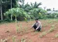 Bhabinkamtibmas Polsek Rangkasbitung Polres Lebak Bersihkan Rumput Liar dan Cek Pertumbuhan Bibit Pohon Jagung Hibrida