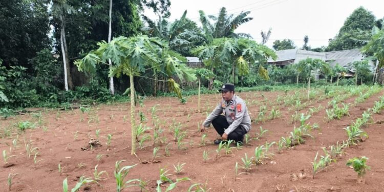 Bhabinkamtibmas Polsek Rangkasbitung Polres Lebak Bersihkan Rumput Liar dan Cek Pertumbuhan Bibit Pohon Jagung Hibrida