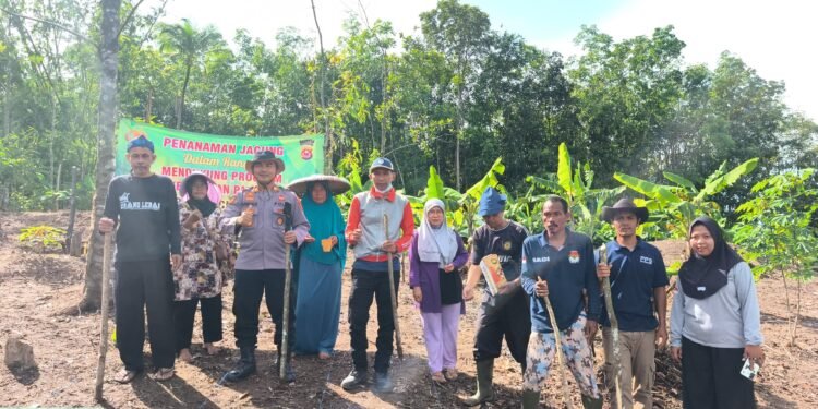 Sinergi Polri Dan Petani Wujudkan Asta Cita Presiden, Kapolsek Cimarga Polres Lebak Bersama Petani Penanaman Jagung Hibrida Di Mekarmulya