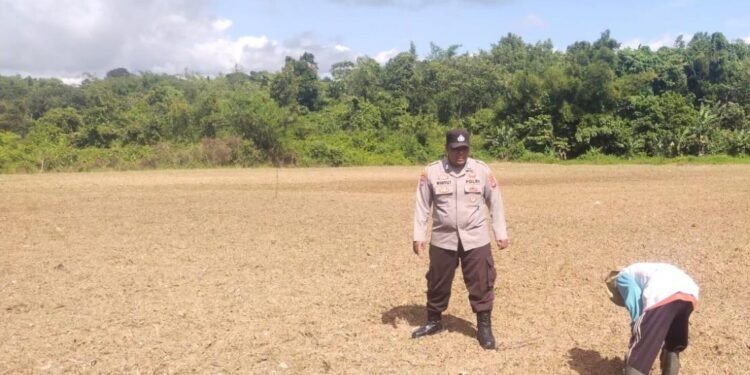 Polsek Rangkasbitung Polres Lebak Kontrol Perkembangan Bibit Jagung Hibrida NK 212