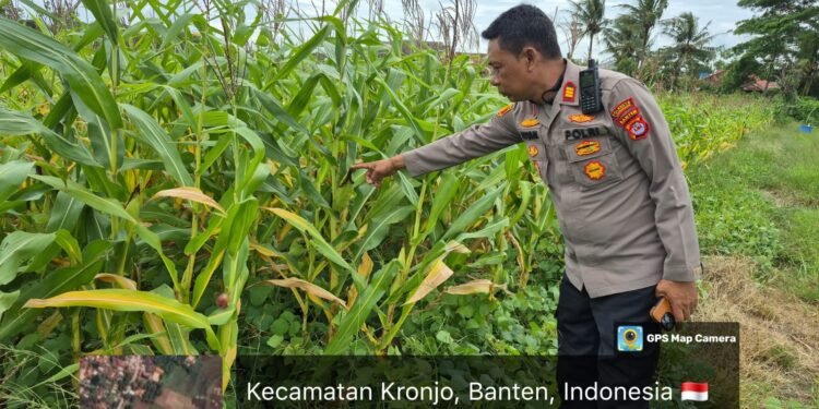 Polsek Kronjo Laksanakan Pengecekan Lahan Jagung Program Ketahanan Pangan “1 Desa 2 Hektare”