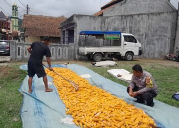Bhabinkamtibmas Kelurahan Tegalbunder polsek Purwakarta Polres Cilegon Dampingi Petani Jemur Jagung, Wujud Kedekatan Polri dengan Masyarakat