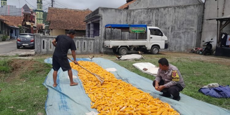Bhabinkamtibmas Kelurahan Tegalbunder polsek Purwakarta Polres Cilegon Dampingi Petani Jemur Jagung, Wujud Kedekatan Polri dengan Masyarakat