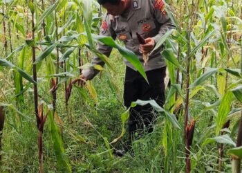 Bhabinkamtibmas Kota Bumi Cek Tanaman Jagung, Dukung Ketahanan Pangan Lokal