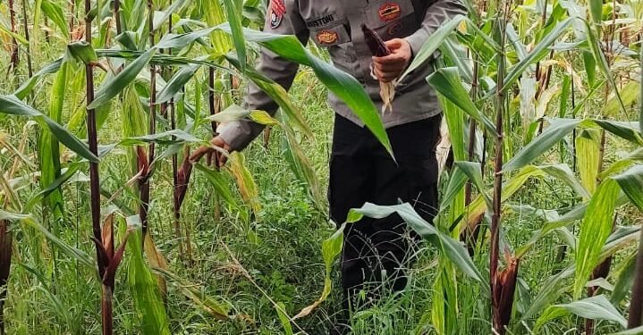 Bhabinkamtibmas Kota Bumi Cek Tanaman Jagung, Dukung Ketahanan Pangan Lokal