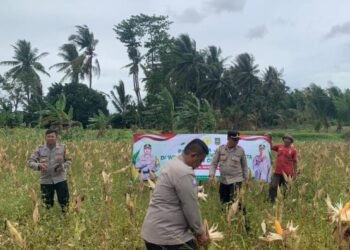 Bhabinkamtibmas Tegal Bunder Dampingi Panen Jagung, Dukung Ketahanan Pangan Nasional