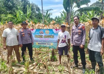 Polsek Cimarga Polres Lebak Polda Banten Bersama Petani Dan Kepala Desa Margaluyu Melaksanakan Panen Jagung Hibrida