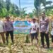 Polsek Cimarga Polres Lebak Polda Banten Bersama Petani Dan Kepala Desa Margaluyu Melaksanakan Panen Jagung Hibrida