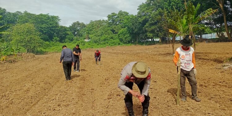 Kapolsek Rangkasbitung Polres Lebak Melalui Bhabinkamtibmas Tanam Jagung Hybrida Lanjutan di Lahan Tambahan di Blok Makam Sabtok