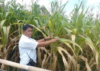Polresta Tangerang Pantau Tahapan Penanaman Jagung Program Asta Cita Presiden RI di Ponpes Miftahul Haer 3