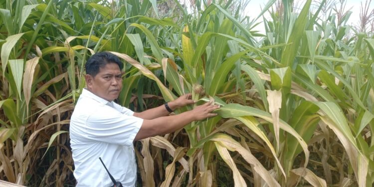Polresta Tangerang Pantau Tahapan Penanaman Jagung Program Asta Cita Presiden RI di Ponpes Miftahul Haer 3