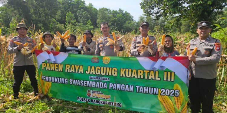 Kapolsek Rangkasbitung Polres Lebak Panen Jagung Jenis Hibrida,Kuartal III, Wujud Nyata Dukung Ketahanan Pangan