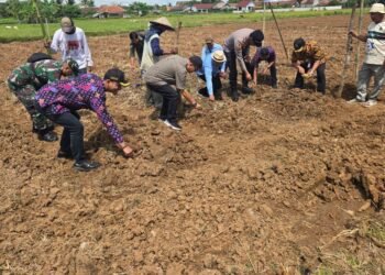 POLSEK KRONJO TANAM JAGUNG DI LAHAN 2 HEKTAR UNTUK DUKUNG SWASEMBADA PANGAN 2025