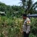 Kolaborasi Polsek Pulomerak dan Yayasan Bhakti Bela Negara dalam Gerakan Tanam Jagung hibrida