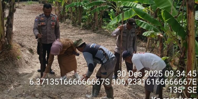Anggota Polsek Rangkasbitung Polres Lebak Bersama Prades dan Petani Desa Aweh Tanam Bibit Jagung Hibrida Kuartal IV di Kampung Rangkong