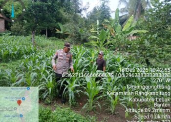 Polsek Rangkasbitung Polres Lebak dan Ketua Poktan Cek Tanaman Jagung Hibrida di Kampung Ciparada