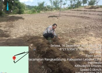 Polsek Rangkasbitung Polres Lebak Cek Pertumbuhan Bibit Pohon Jagung Hibrida NK 212