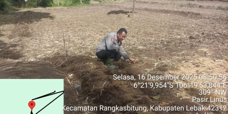 Polsek Rangkasbitung Polres Lebak Cek Pertumbuhan Bibit Pohon Jagung Hibrida NK 212