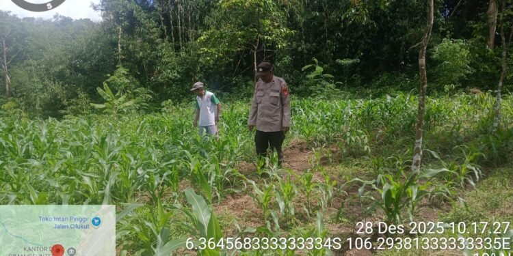 Kanit Binmas Polsek Rangkasbitung Polres Lebak Bersihkan Rumput Liar di Kebun Jagung Berasma Poktan Desa Cimangeunteung