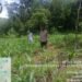 Kanit Binmas Polsek Rangkasbitung Polres Lebak Bersihkan Rumput Liar di Kebun Jagung Berasma Poktan Desa Cimangeunteung
